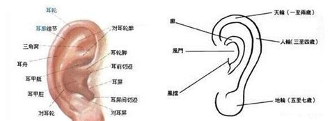 左耳上有痣